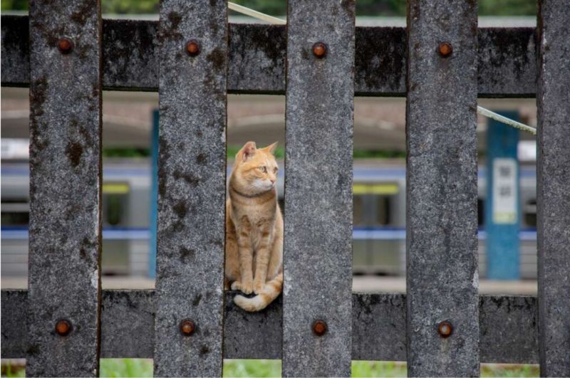 猴硐貓村的第1張圖片